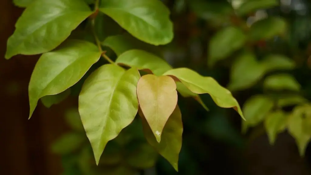 planta ora pro nobis
